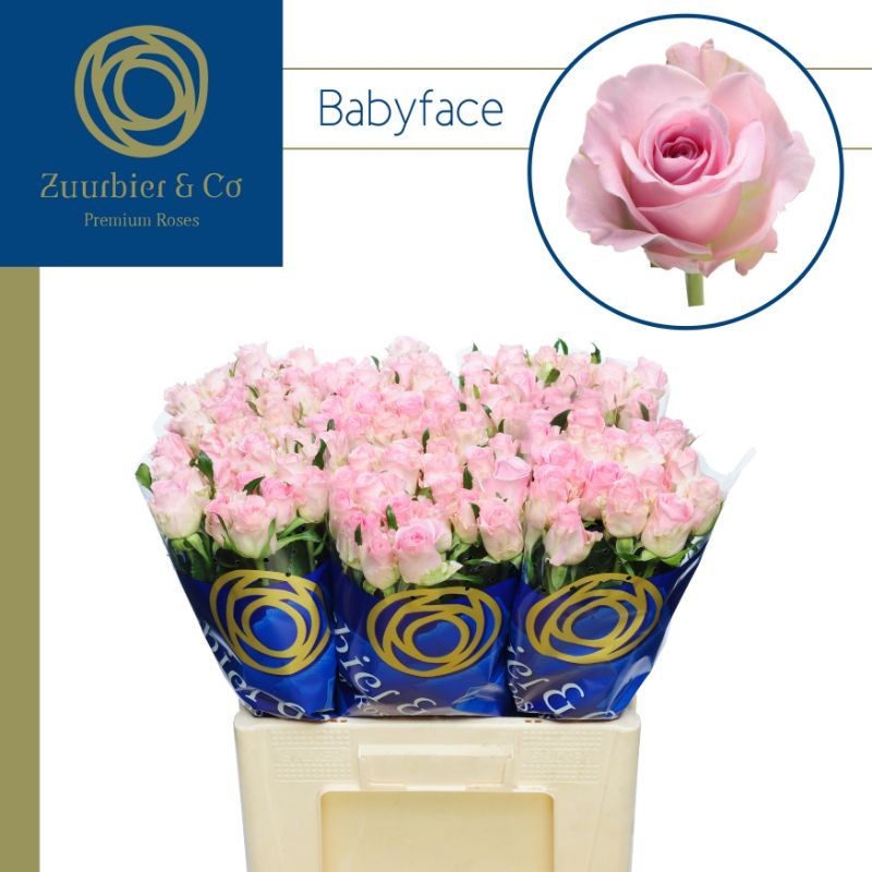 R Gr Babyface