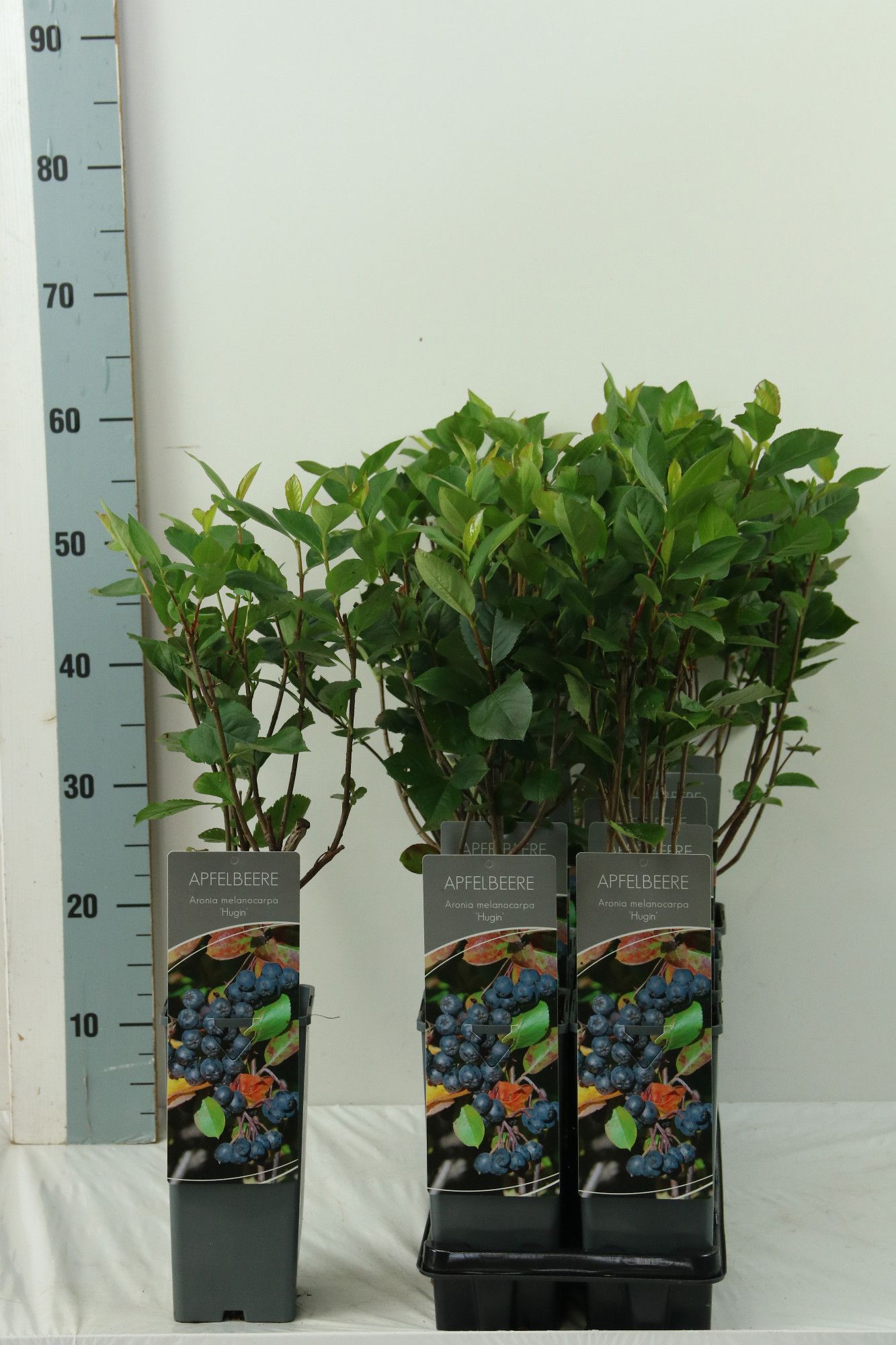 Aronia melanocarpa 'Hugin'