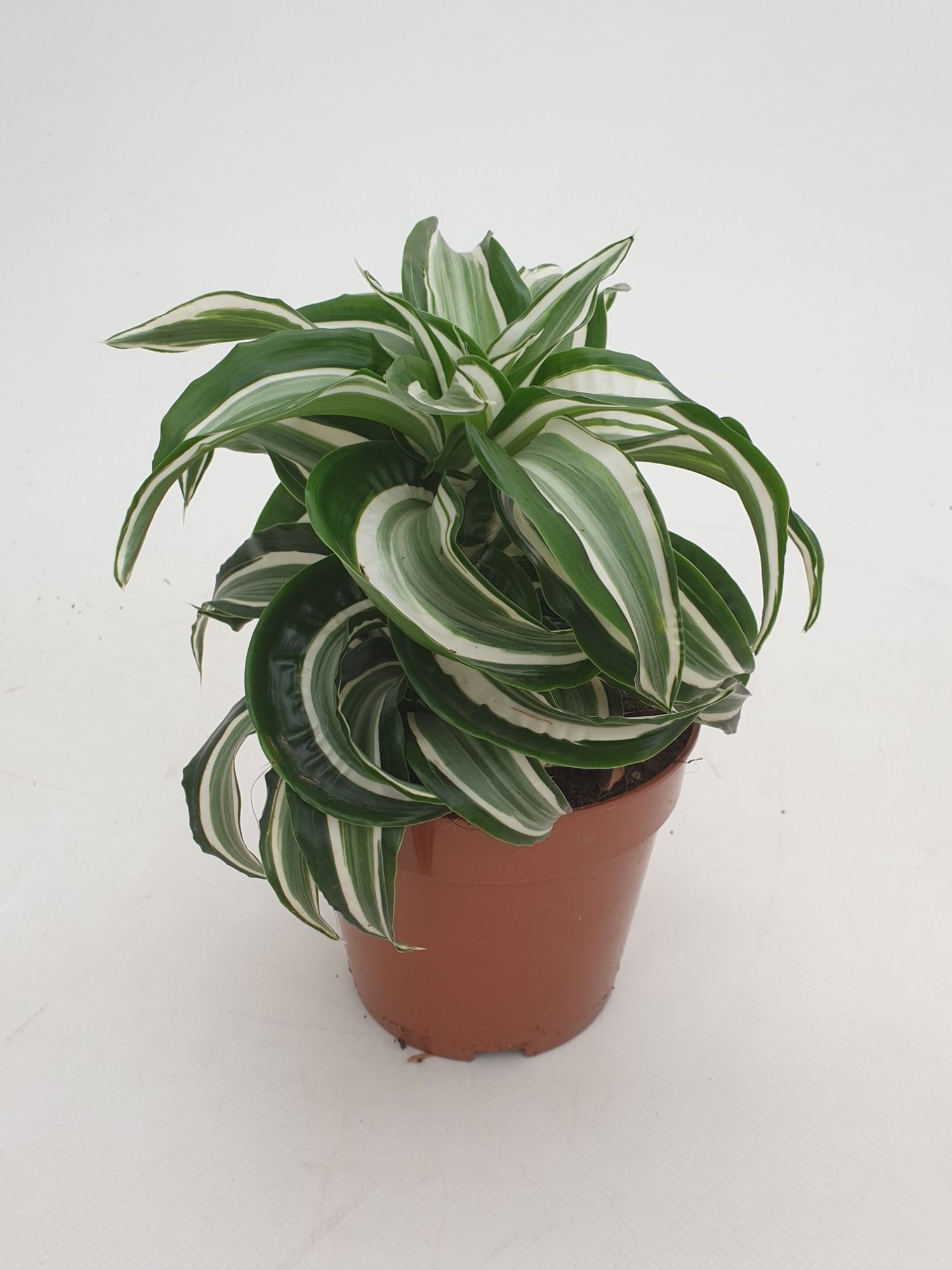 dracaena paloma Faux Green Dracaena Plant in Round Pot