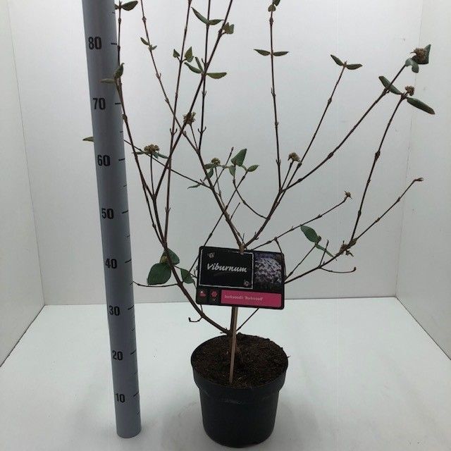 Viburnum burkwoodii 'Burkwood'