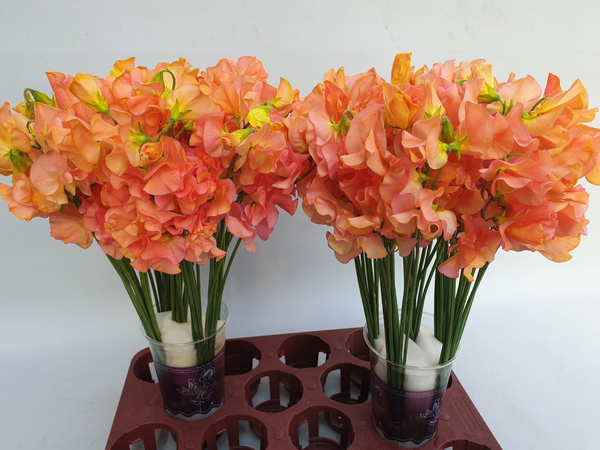 Lathyrus Mango Magic