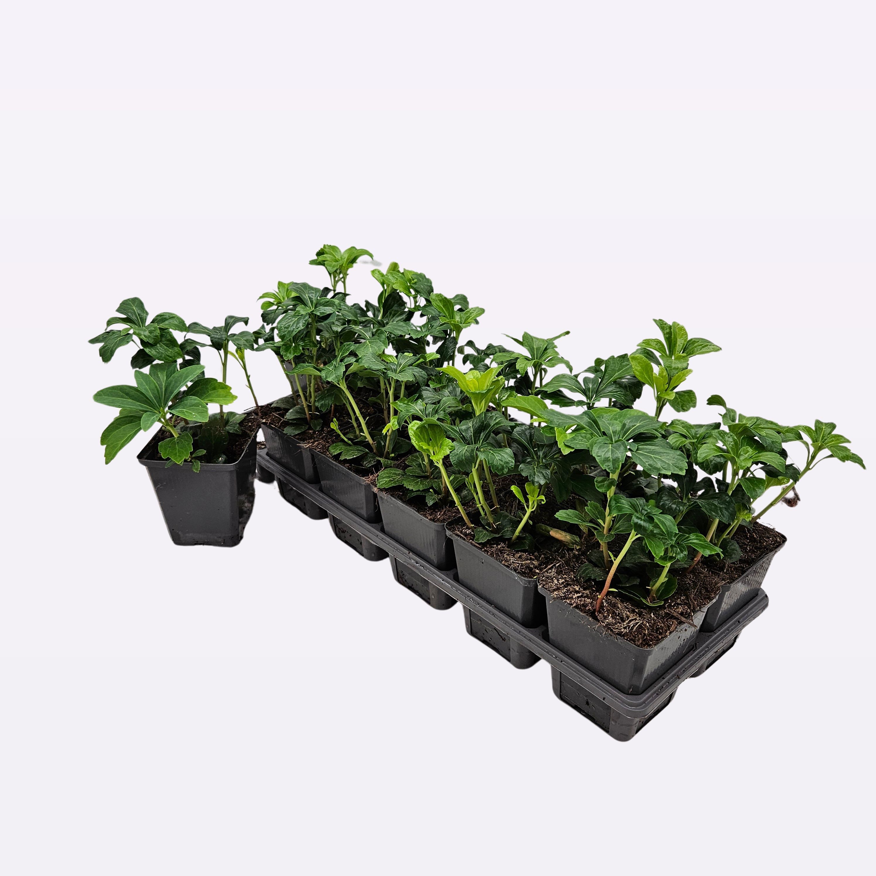 Pachysandra terminalis 'Green Sheen' 12 tray