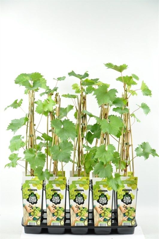 Vitis 'Bianca'