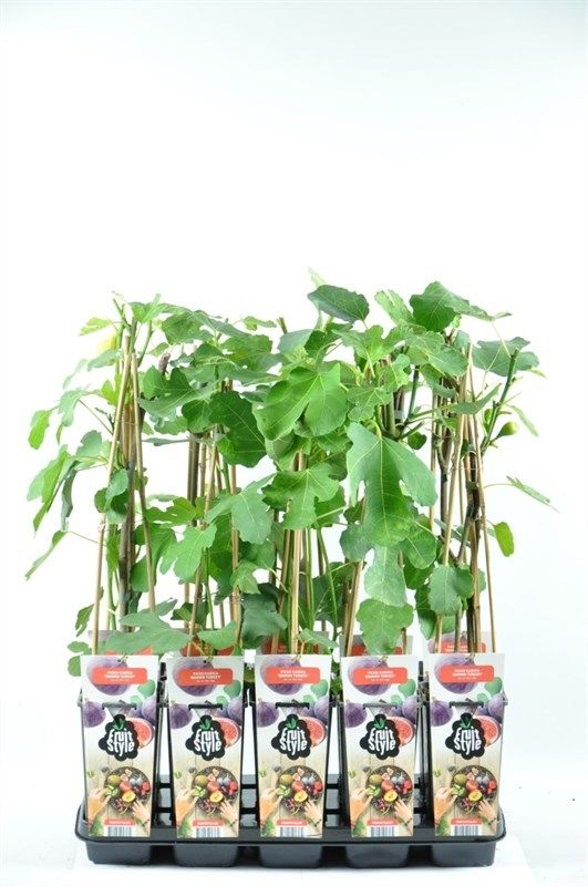 Ficus carica 'Brown Turkey'