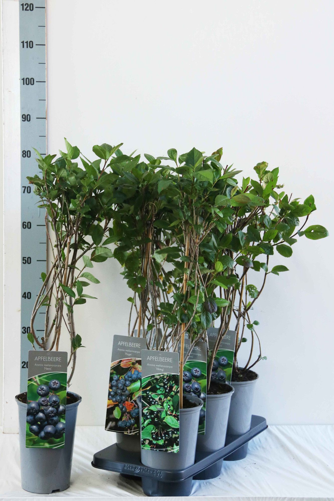 Aronia melanocarpa in varieties
