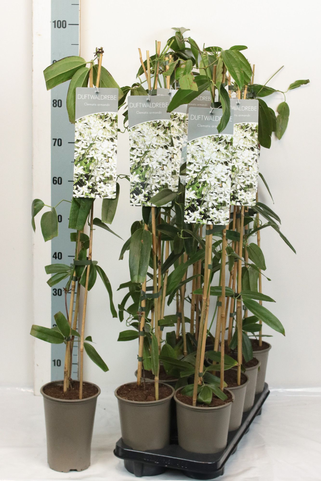 Clematis armandii