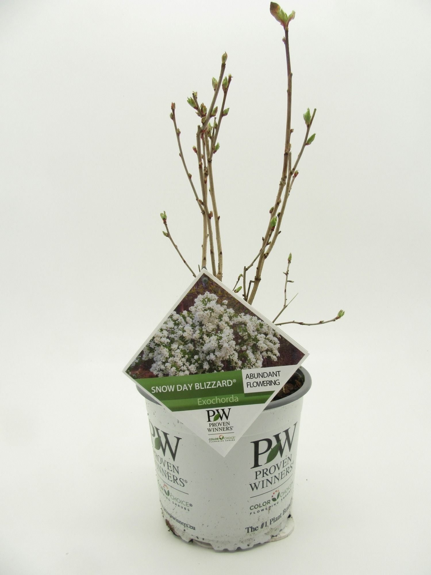 Exochorda Snowday Blizzard® ('Blizzard')