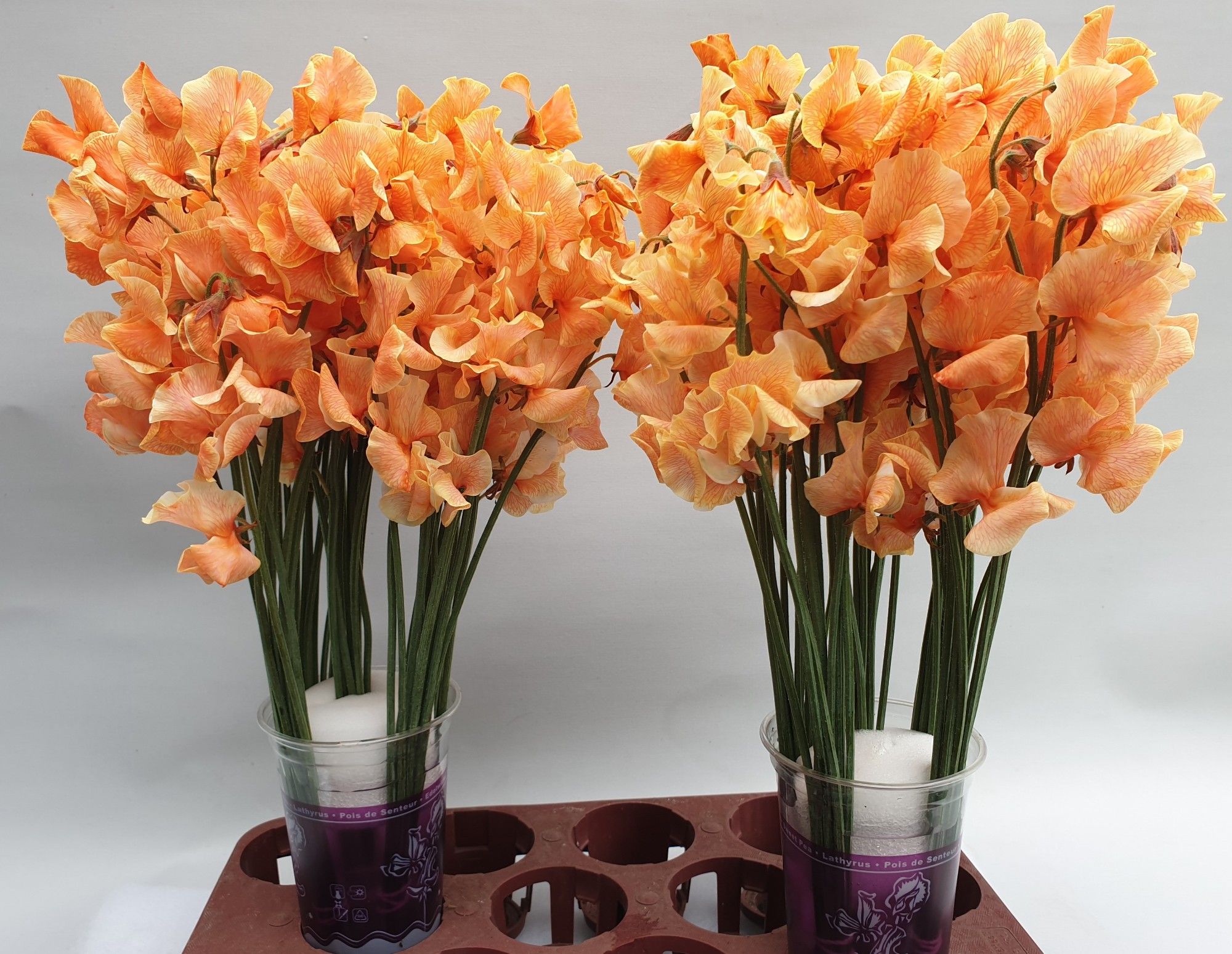 Lathyrus Oranje Magic