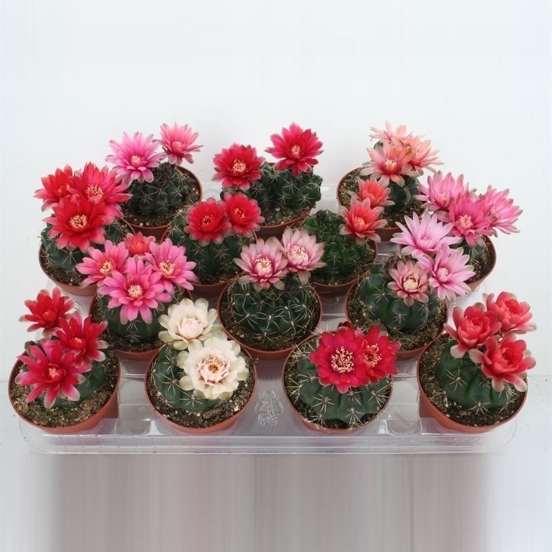 Gymnocalycium baldianum | Hamiplant