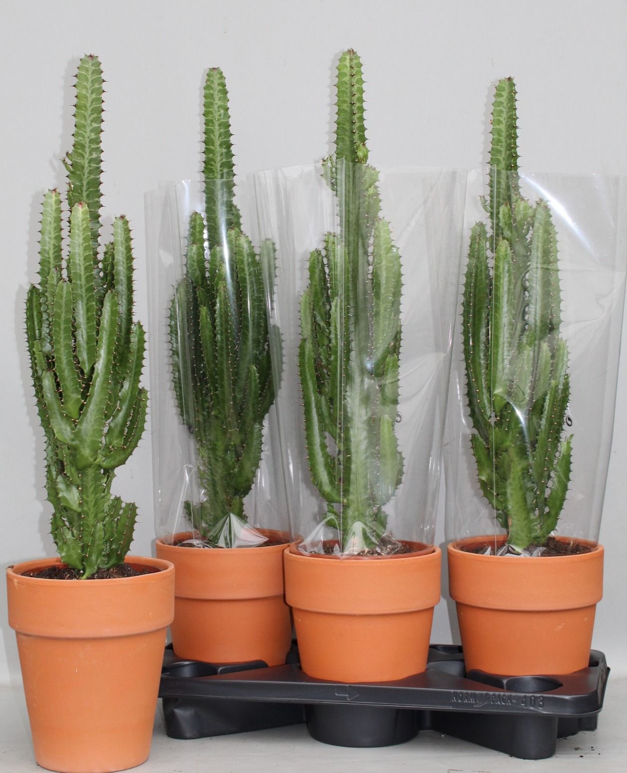 Euphorbia trigona | Hamiplant