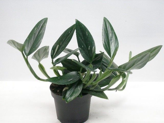 rue ruda plant rue main image 1