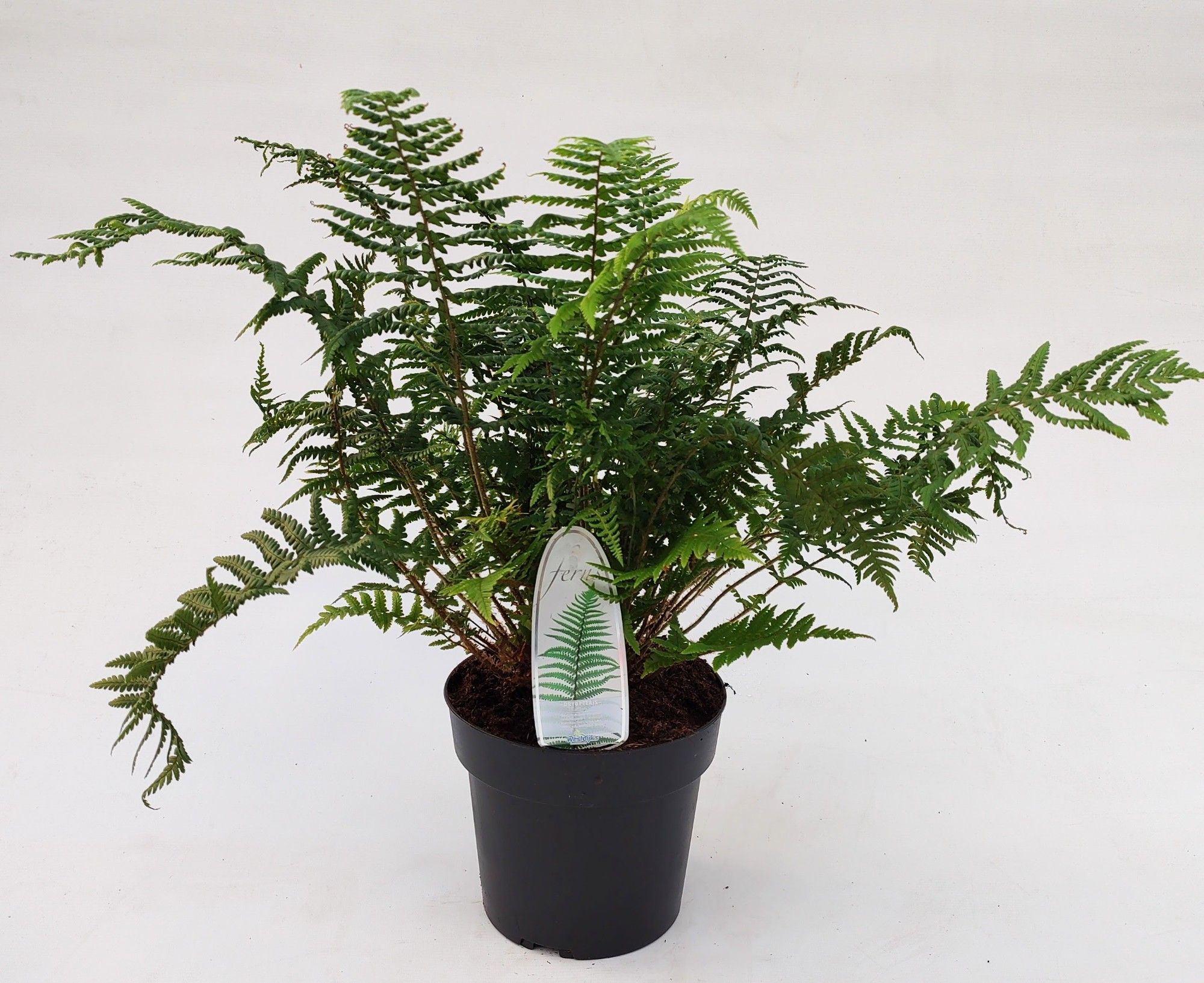 Dryopteris affinis