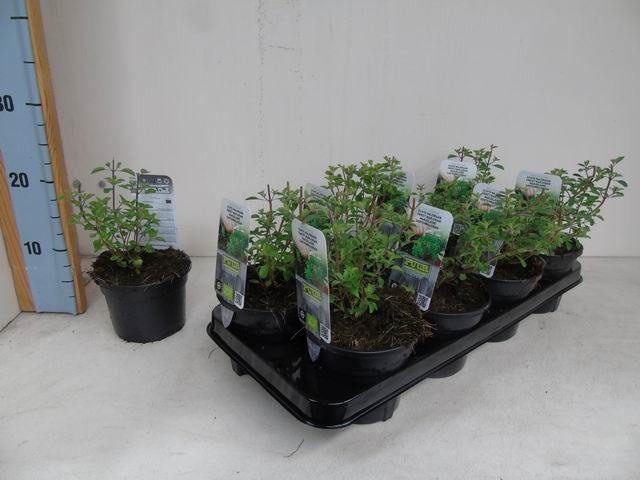 Origanum majorana bio echte majoraan oregano