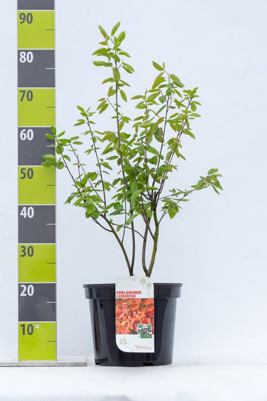 Amelanchier lamarkii