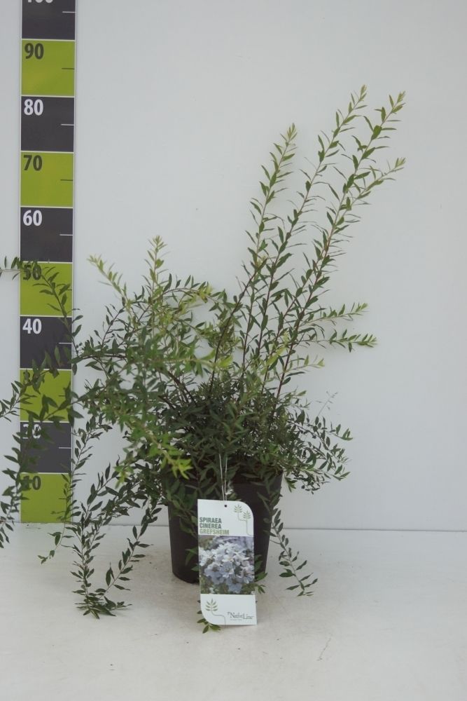 Spiraea cinerea 'Grefsheim'