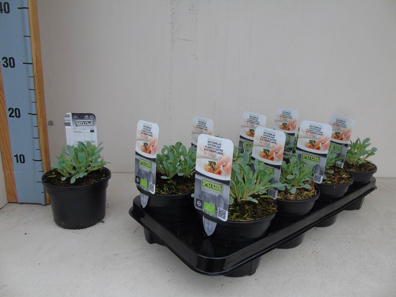 Mertensia maritima bio oesterblad