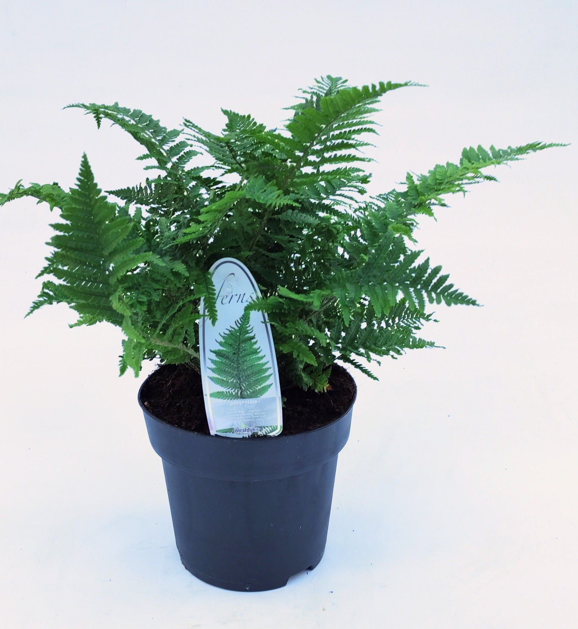 Dryopteris affinis 'Crispa'