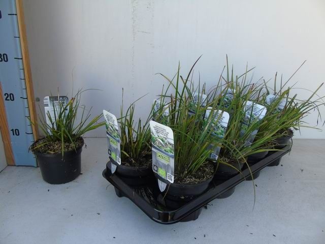 Acorus gramineus 'Licorice'
