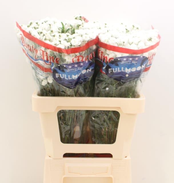 Achillea Ptarmica Full Moon Achil P Full Moon Vullers A All Cutflower Greens All Cutflowers All Products Oz Planten