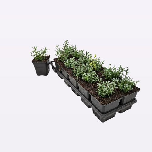 Cerastium tomentosum 12 tray