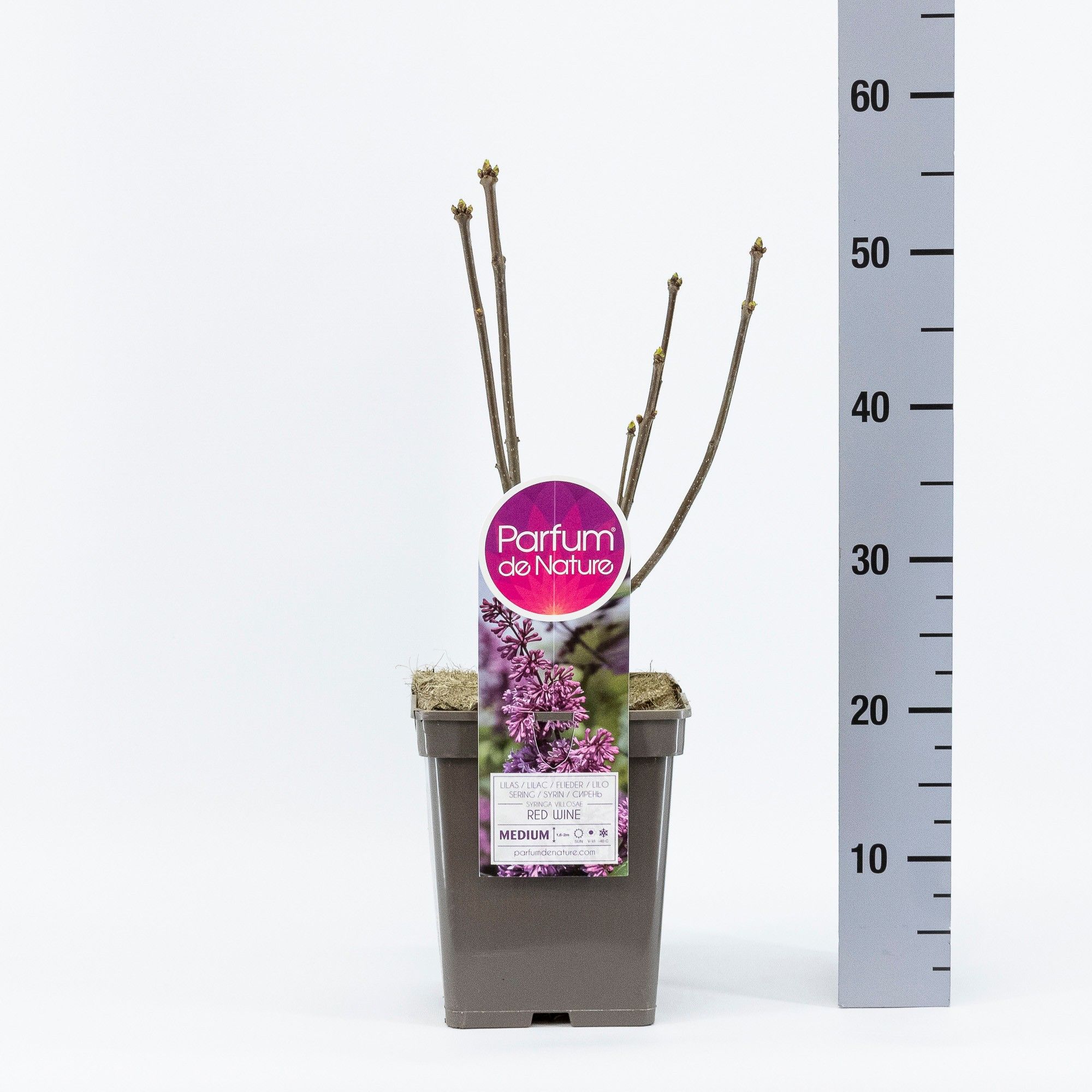 Syringa (V) 'Redwine'