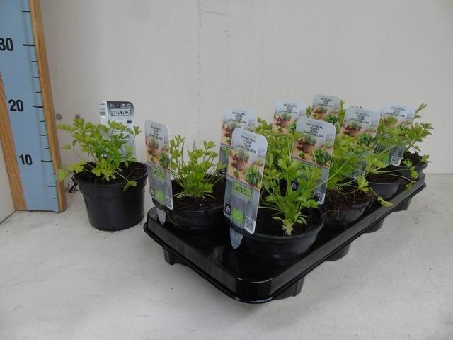 Apium graveolens selderij bio