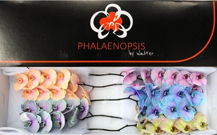 Phal Coloured Mix 10-14