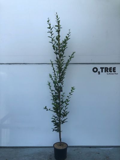 Carpinus betulus 'Fastigiata' beveerd