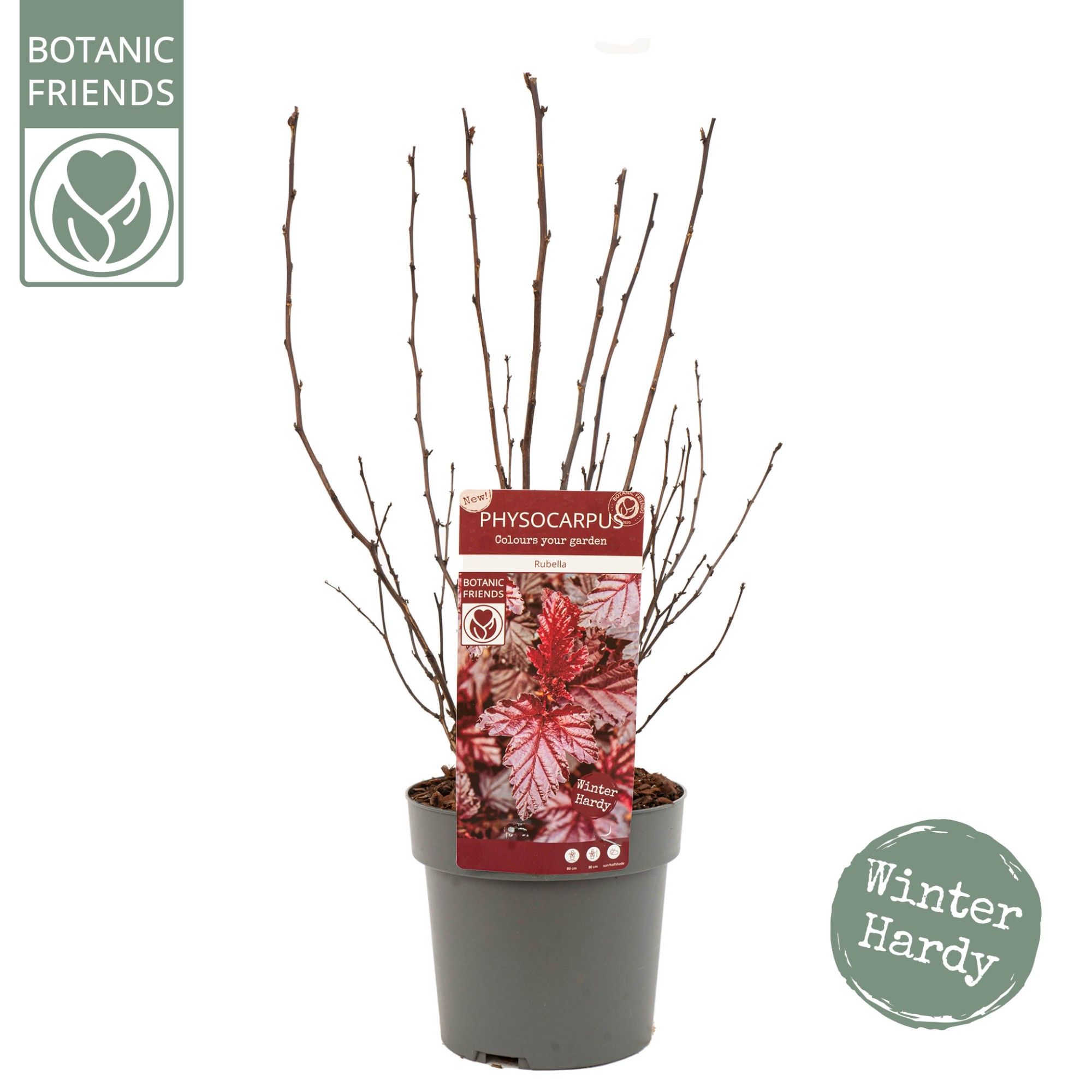 Picture of Physocarpus opulifolius 'Rubella'®