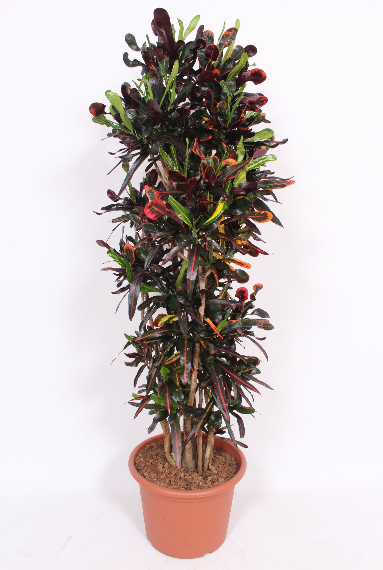 Codiaeum variegatum 'Mammi' croton