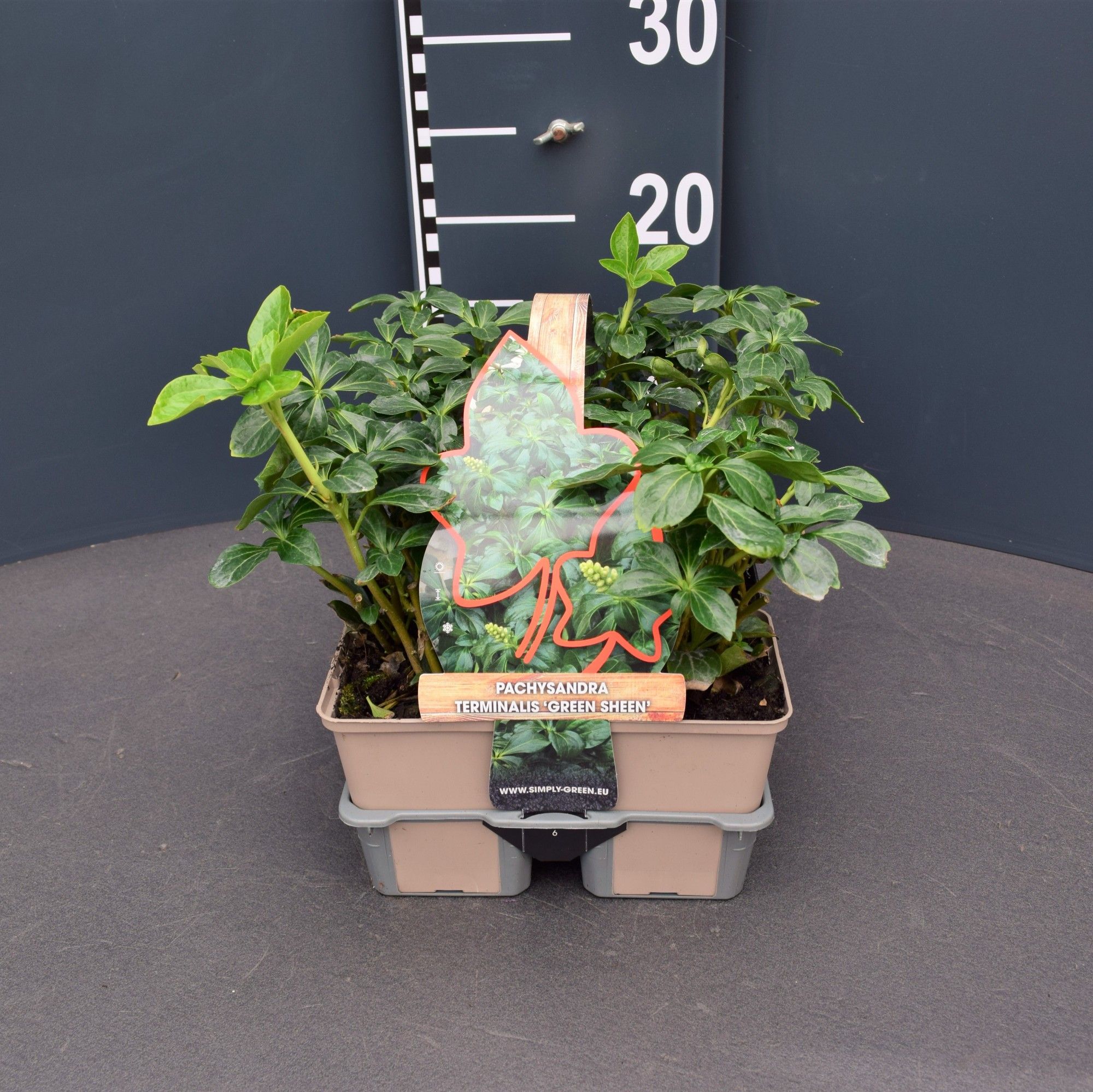 Pachysandra terminalis 'Green Sheen' 6 pack