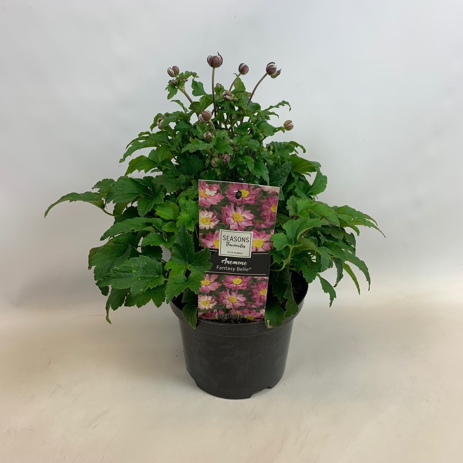 Anemone Fantasy 'Jasmin'® in pot