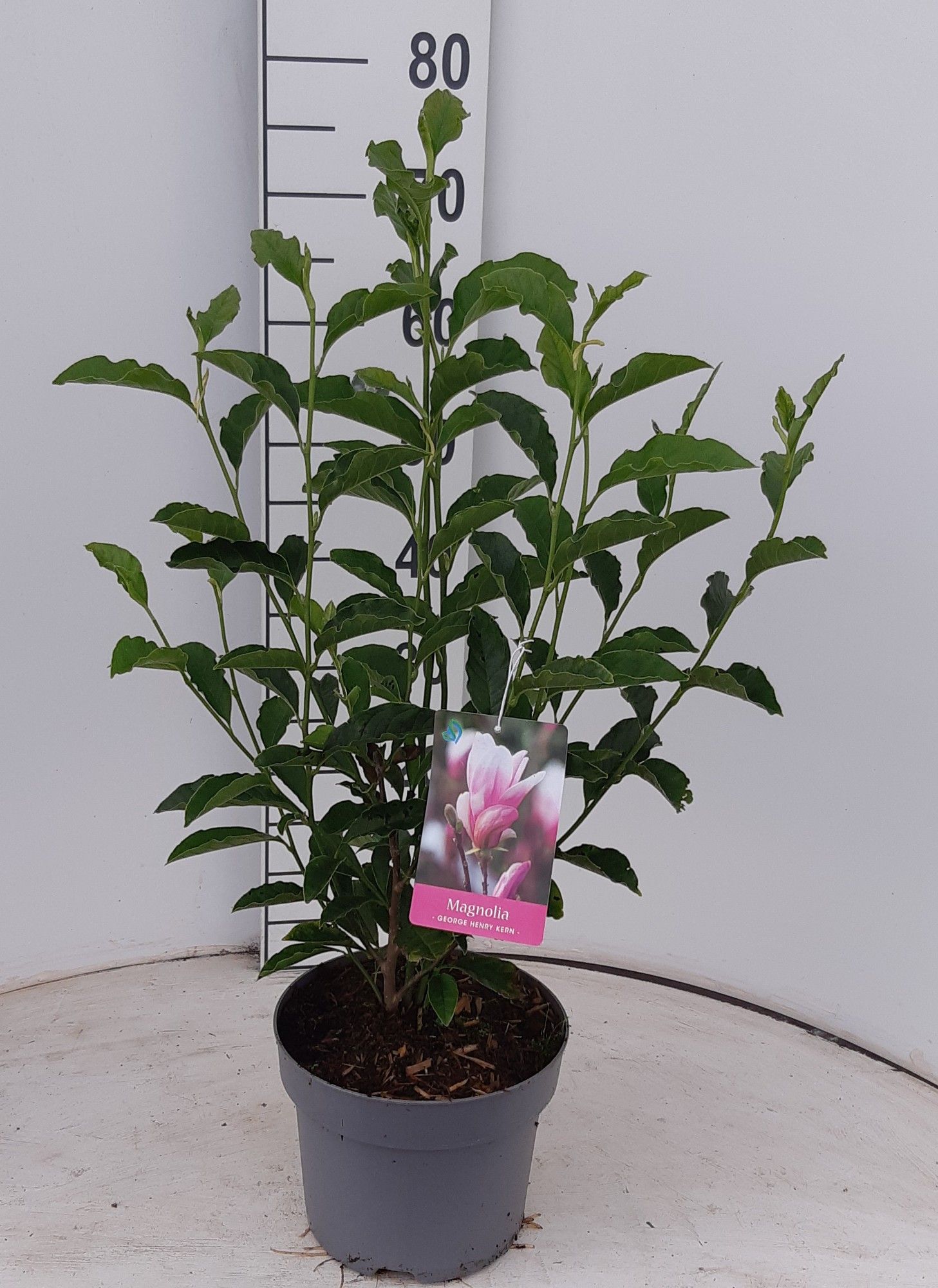Magnolia 'George Henry Kern'