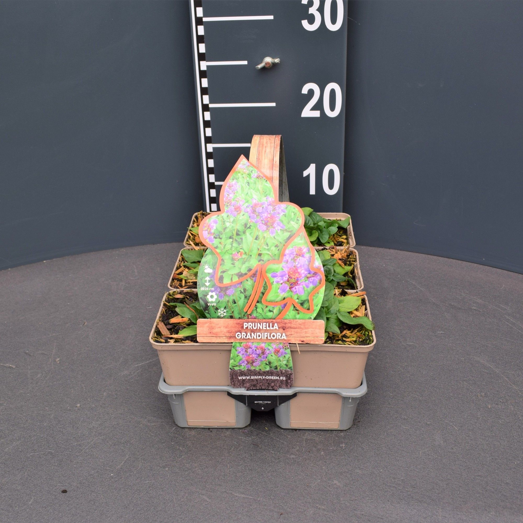 Prunella grandiflora 6 pack