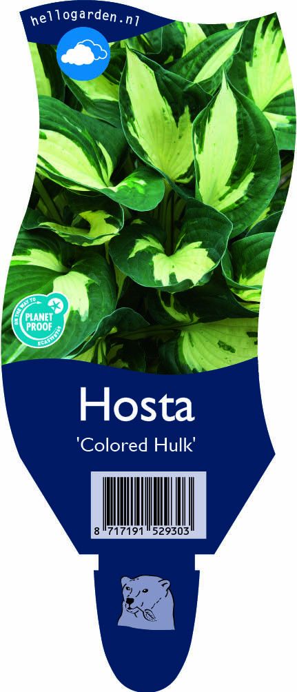 Hosta 'Colored Hulk'