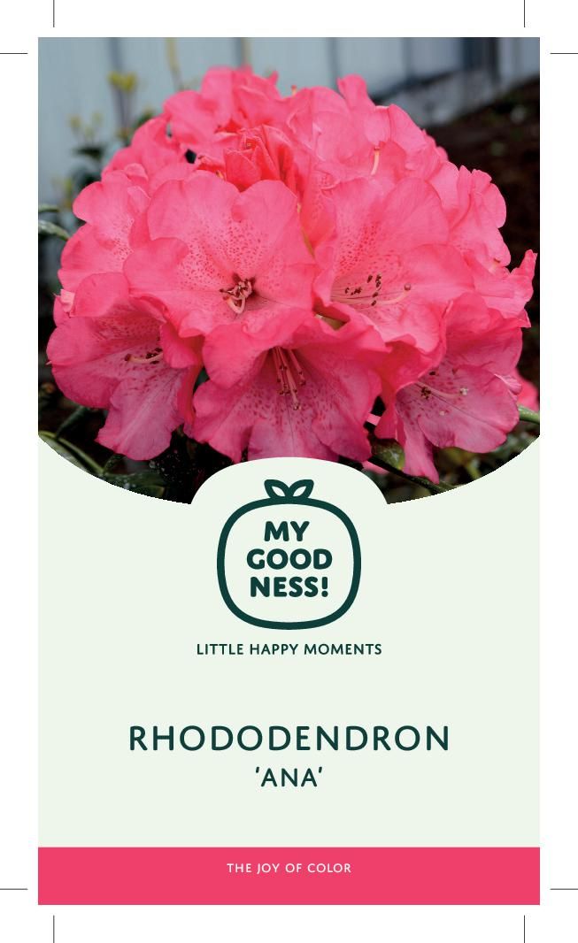 Rhododendron Ana Pink | Hamiplant