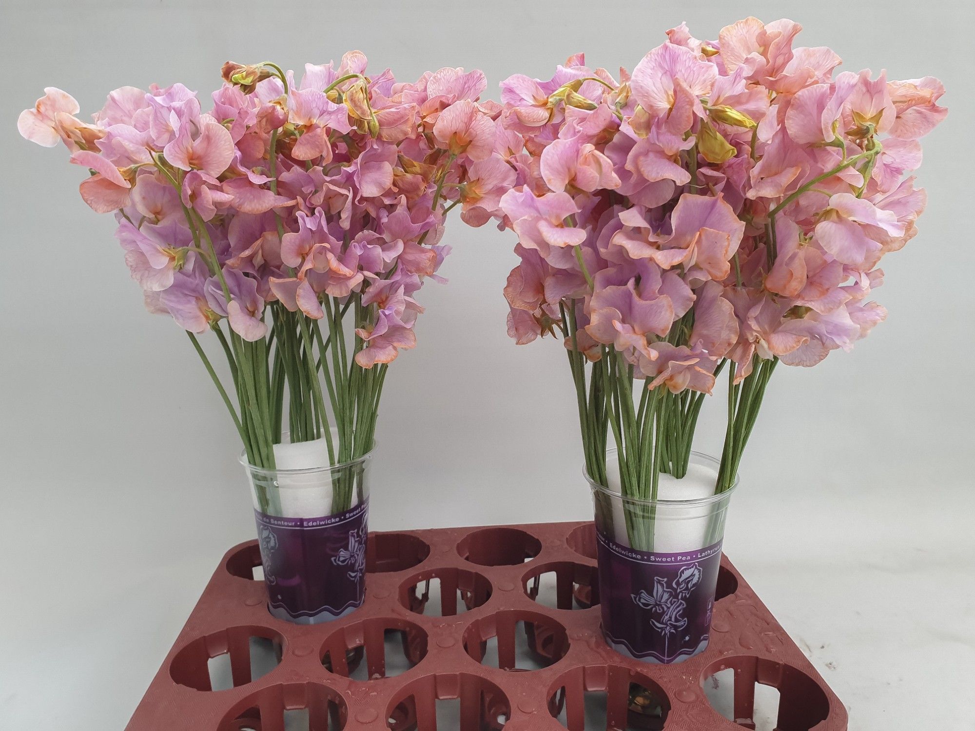 Lathyrus Lavendel Magic