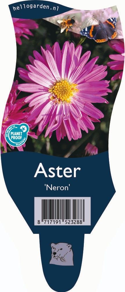 Aster (N.-b.) 'Neron'