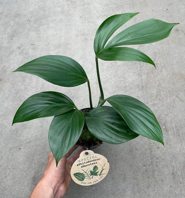 Philodendron Dragon Tail | OZ Planten