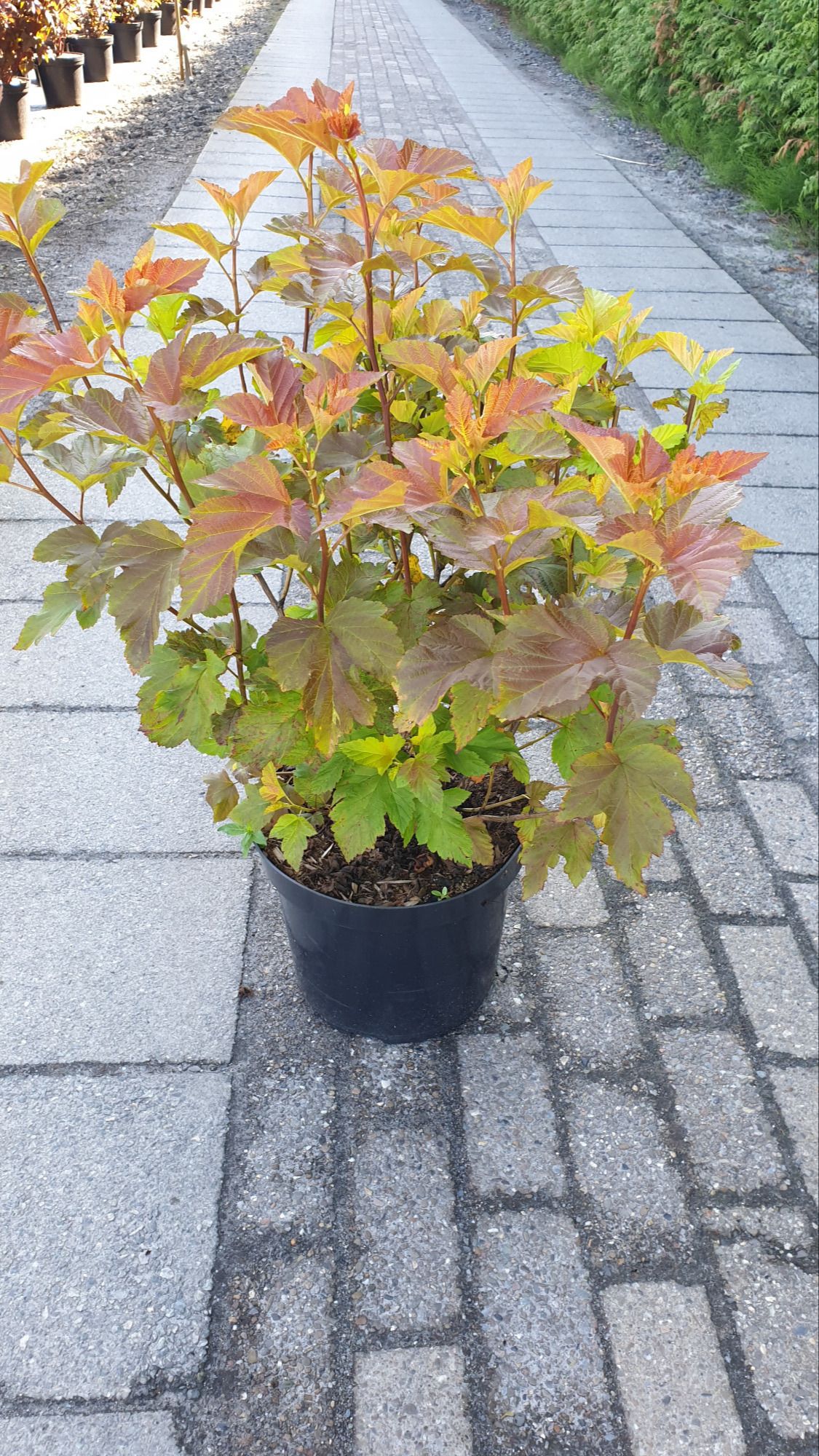 Physocarpus opulifolius Amber Jubilee ('Jefam') r