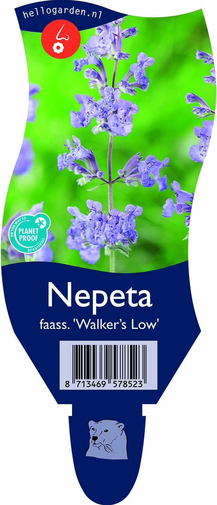 Nepeta (F) 'Walker's Low'