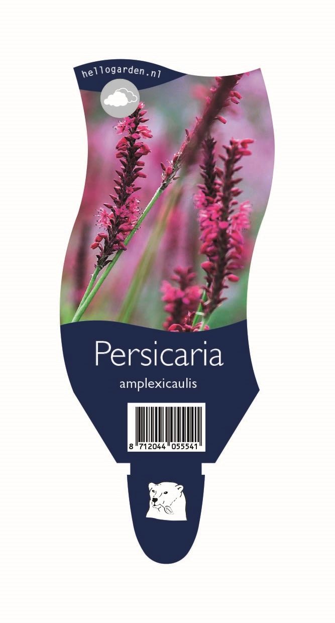 Persicaria amplexicaulis