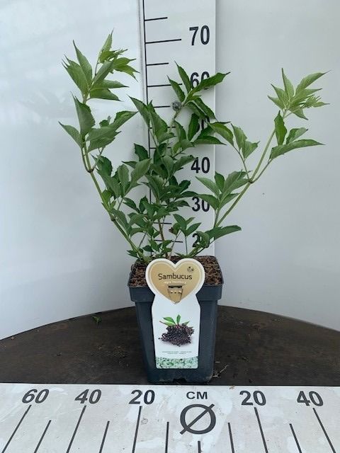 Sambucus nigra 'Haschberg' pot