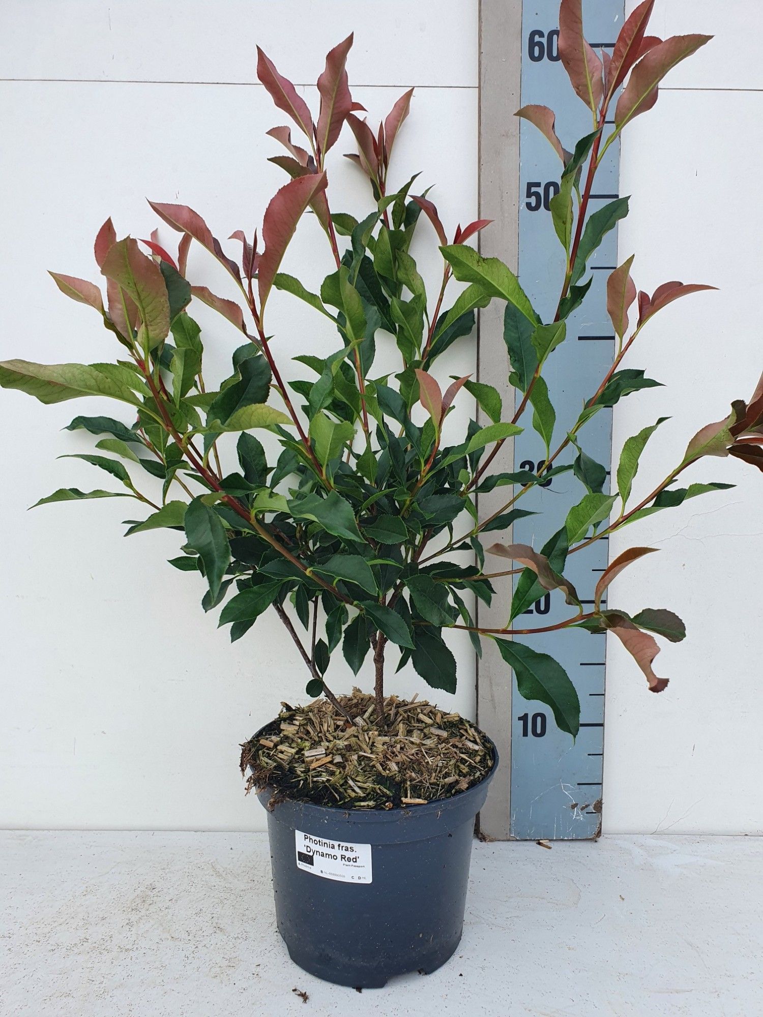 photinia red robin 100/125 Glanzmispel Red Robin (Photinia x fraseri 'Red Robin') | 80-100 cm im Topf main image 0