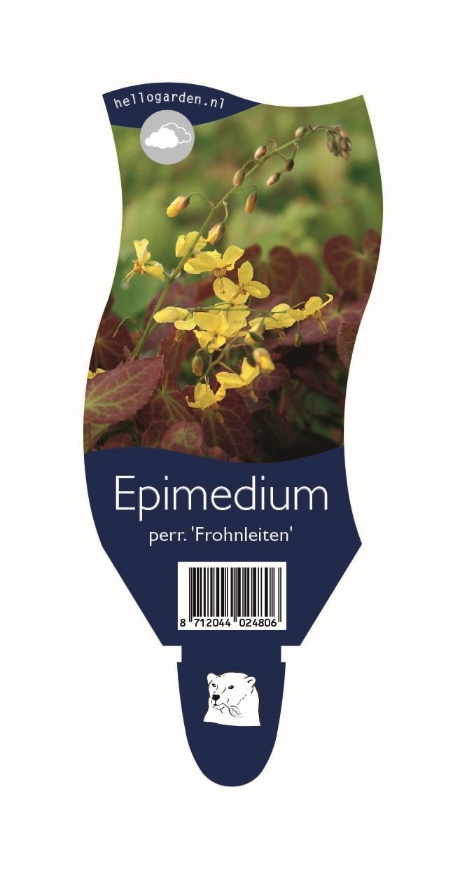 Epimedium perralchicum 'Frohnleiten'
