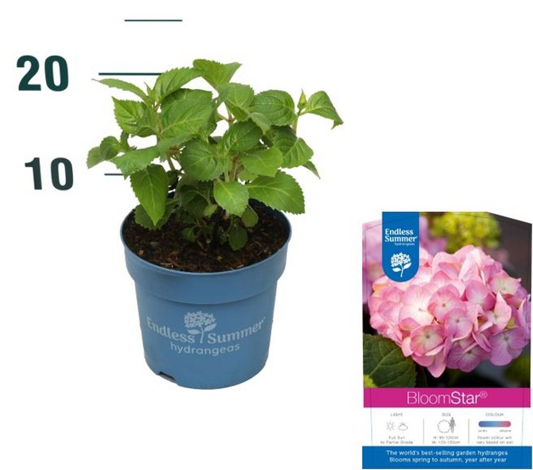 Hydrangea macrophylla Endless Summer Bloomstar Pink