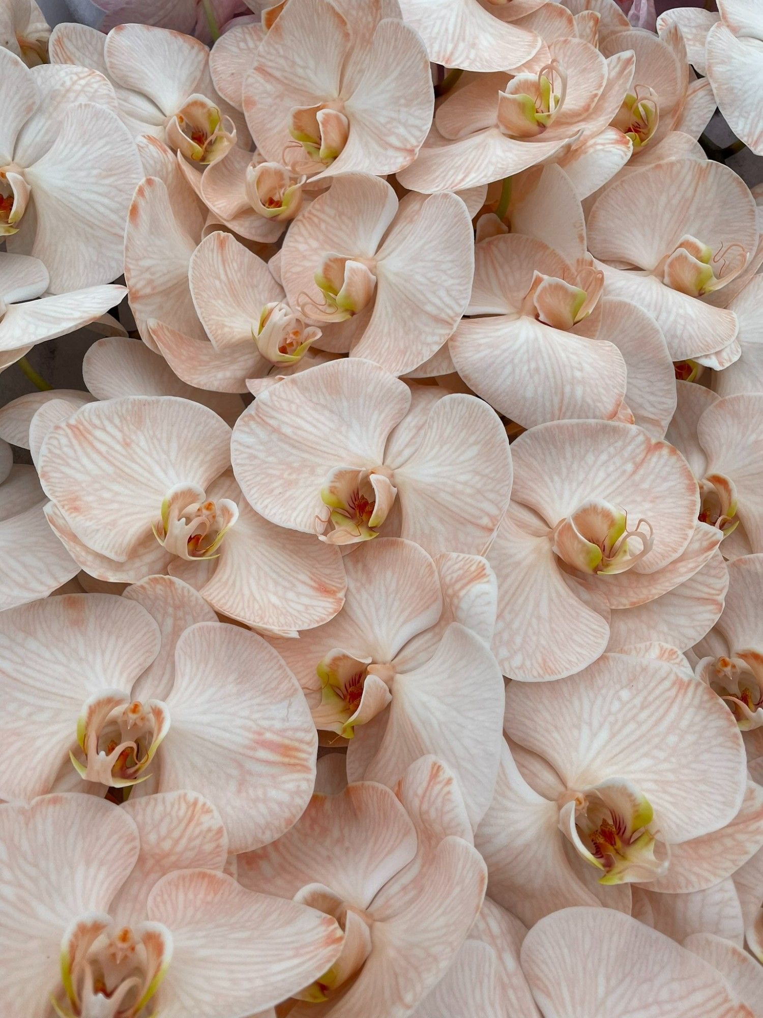 Phal Coloured Peach