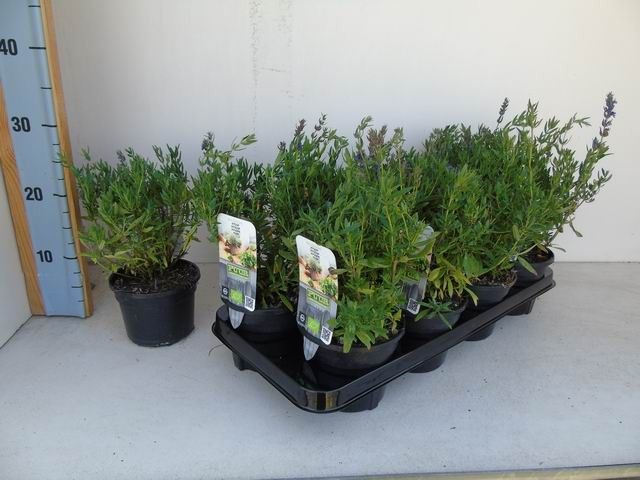 Hyssopus officinalis bio hyssop