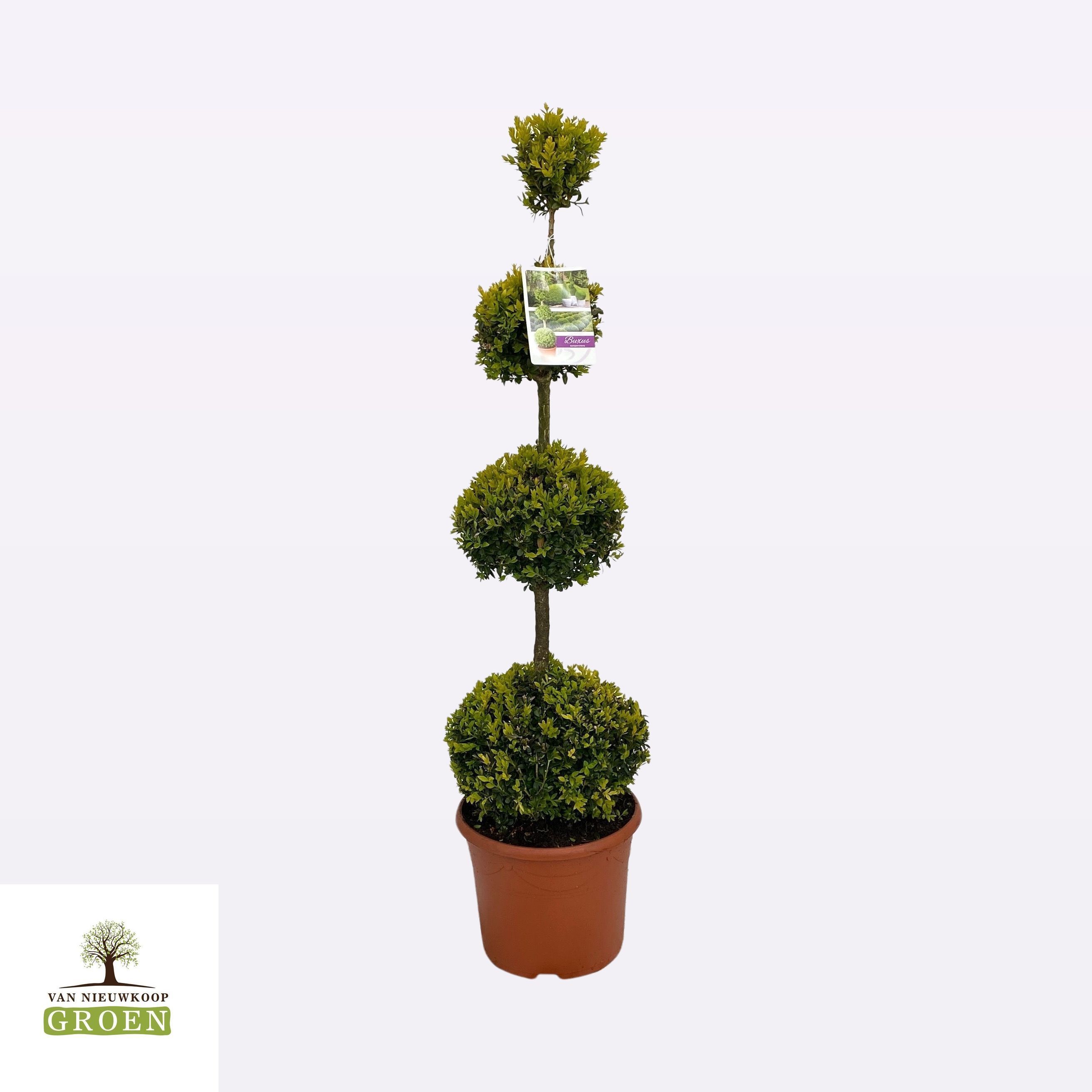 Buxus semp. Quattrobol