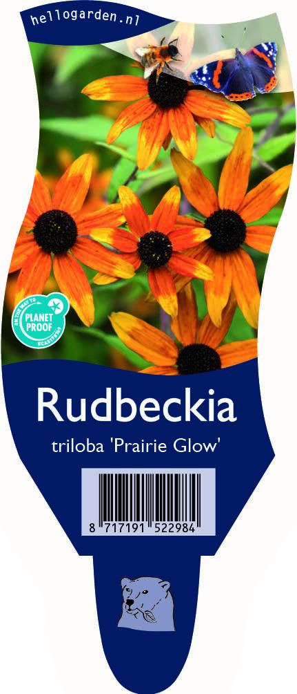 Rudbeckia triloba 'Prairie Glow'